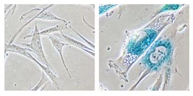 细胞存储 细胞存储