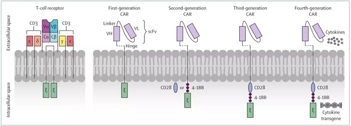 免疫细胞的作用